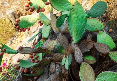 Feigenkaktus, Opuntia ficus-indica. Foto: Udo Weier,2021