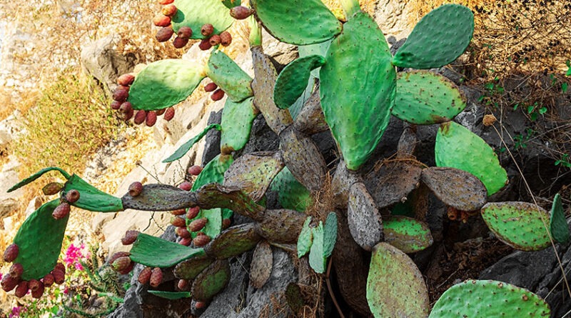 Feigenkaktus, Opuntia ficus-indica. Foto: Udo Weier,2021