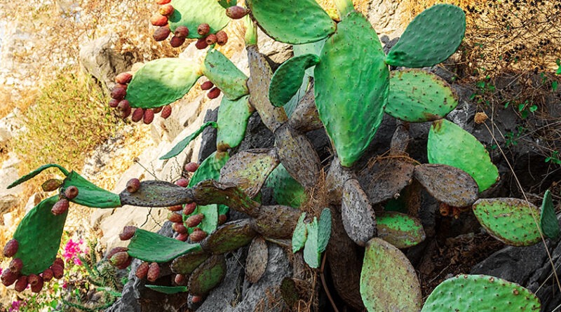 Feigenkaktus, Opuntia ficus-indica. Foto: Udo Weier,2021