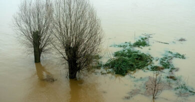 Rheinhochwasser, Foto: Udo Weier.